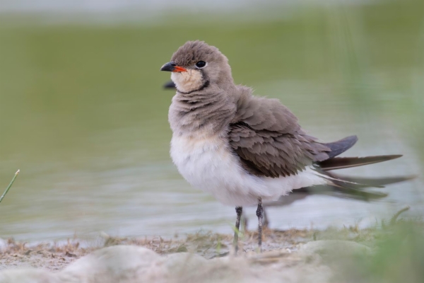 fotografía de Canastera común - Glareola pratincola