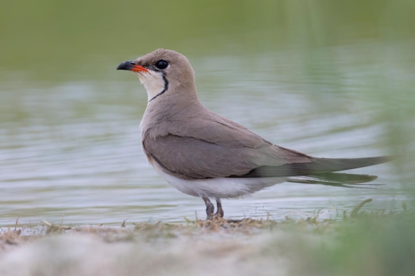 fotografía de Canastera común - Glareola pratincola