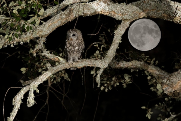 fotografía de Cárabo común - Strix aluco