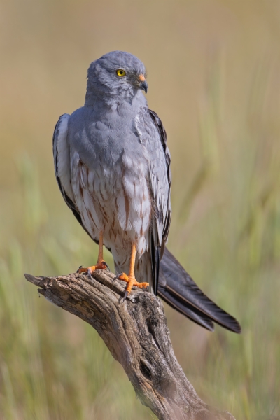 Aguilucho cenizo - Circus pygargus