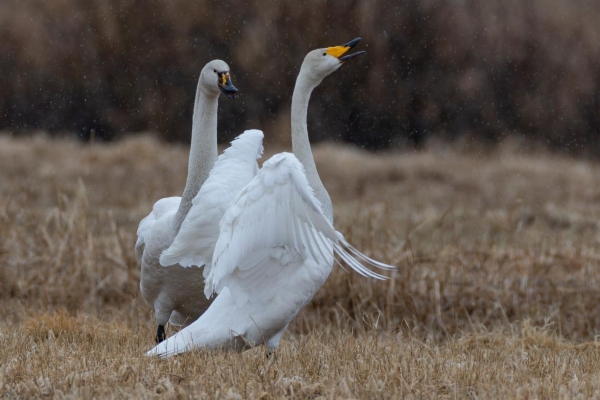 fotografía de Cisne cantor - Cygnus cygnus