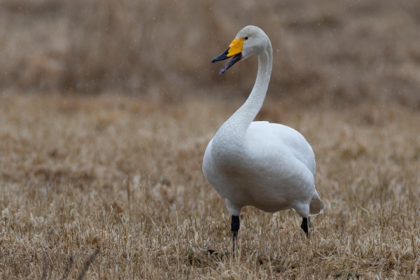 fotografía de Cisne cantor - Cygnus cygnus