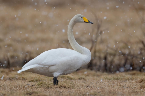 fotografía de Cisne cantor - Cygnus cygnus
