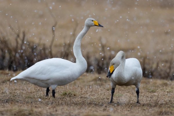 fotografía de Cisne cantor - Cygnus cygnus