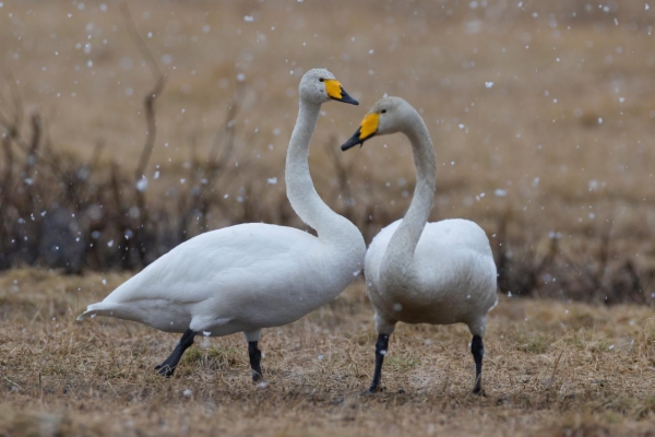fotografía de Cisne cantor - Cygnus cygnus
