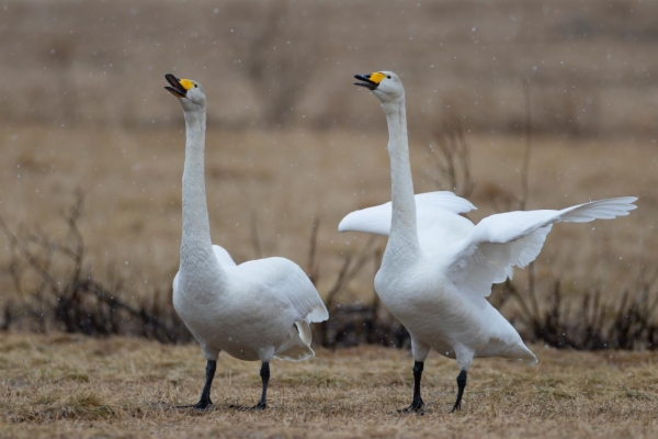 fotografía de Cisne cantor - Cygnus cygnus