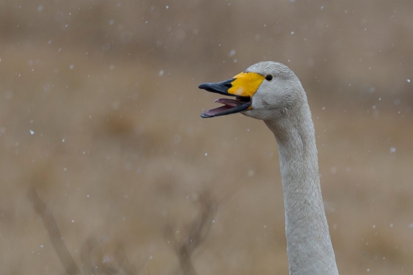fotografía de Cisne cantor - Cygnus cygnus