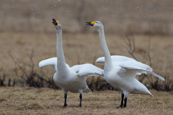 fotografía de Cisne cantor - Cygnus cygnus