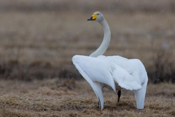 fotografía de Cisne cantor - Cygnus cygnus