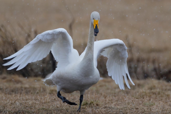 fotografía de Cisne cantor - Cygnus cygnus