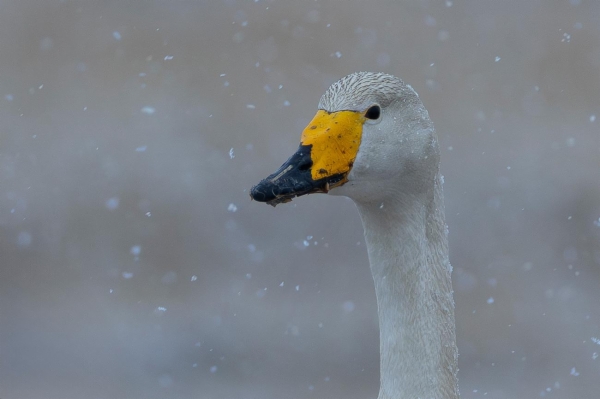fotografía de Cisne cantor - Cygnus cygnus