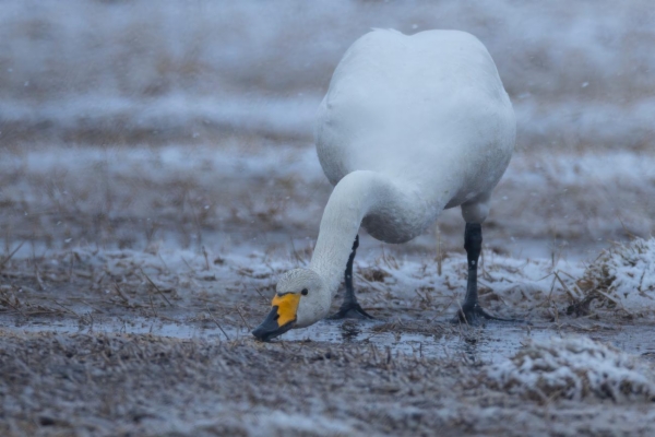 fotografía de Cisne cantor - Cygnus cygnus