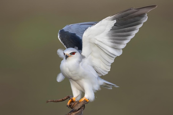 fotografía de Elanio azul o común - Elanus caeruleus
