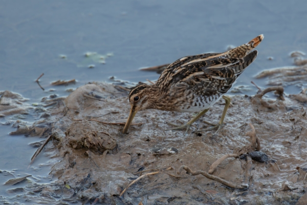Agachadiza común - Gallinago gallinago