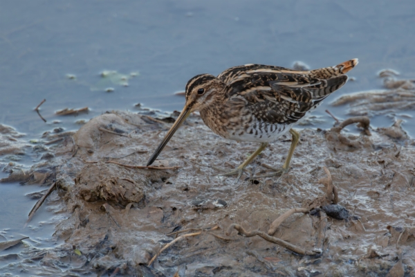 Agachadiza común - Gallinago gallinago
