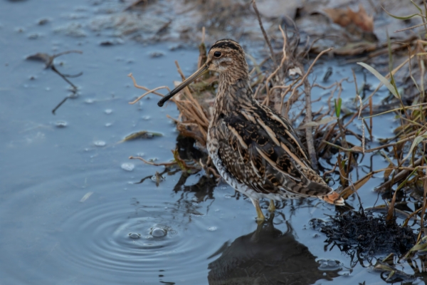 Agachadiza común - Gallinago gallinago