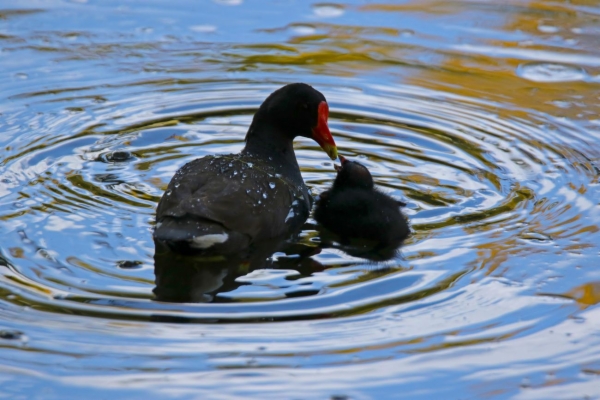 fotografía de Gallineta común - Gallinula chloropus