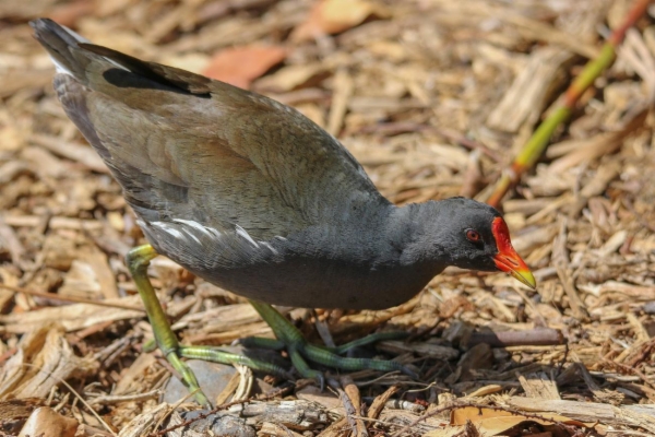 fotografía de Gallineta común - Gallinula chloropus