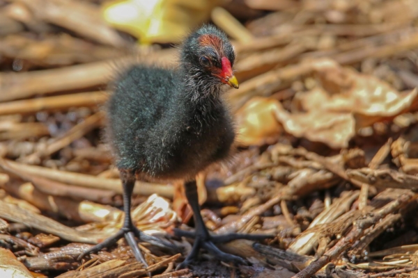fotografía de Gallineta común - Gallinula chloropus