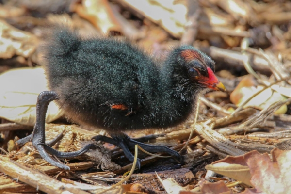 fotografía de Gallineta común - Gallinula chloropus