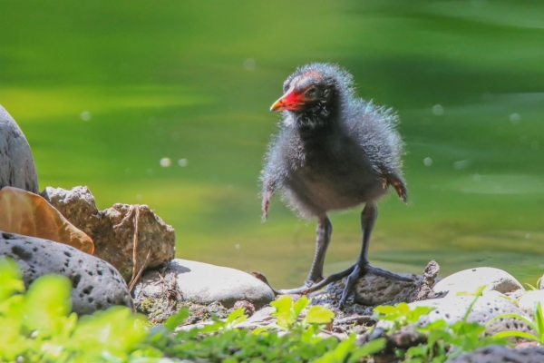 fotografía de Gallineta común - Gallinula chloropus