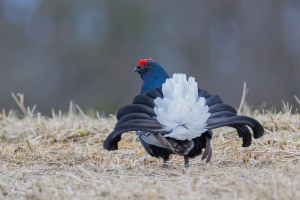 fotografía de Gallo Lira - Lyrurus tetrix