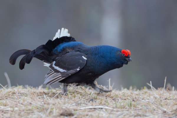 fotografía de Gallo Lira - Lyrurus tetrix