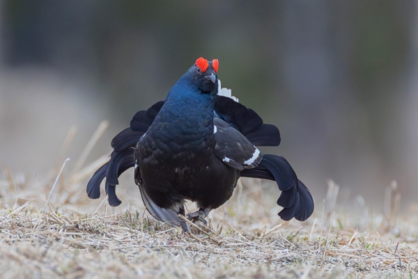 fotografía de Gallo Lira - Lyrurus tetrix