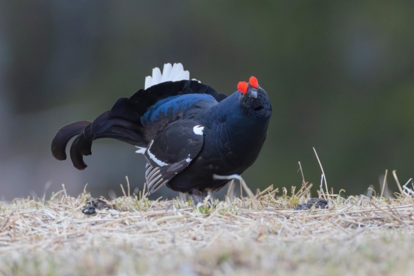 fotografía de Gallo Lira - Lyrurus tetrix