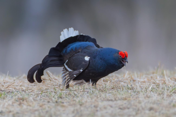 fotografía de Gallo Lira - Lyrurus tetrix