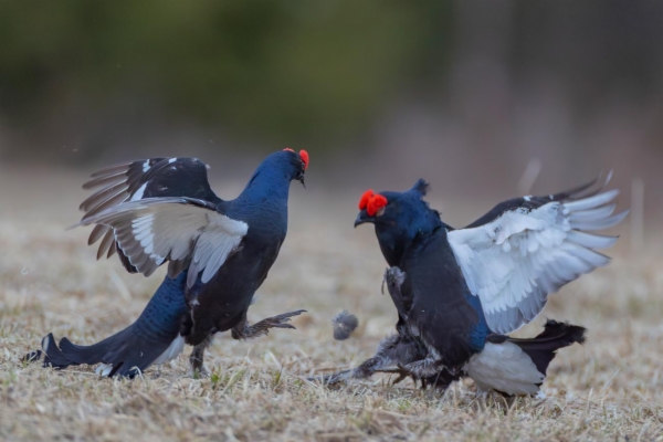 fotografía de Gallo Lira - Lyrurus tetrix