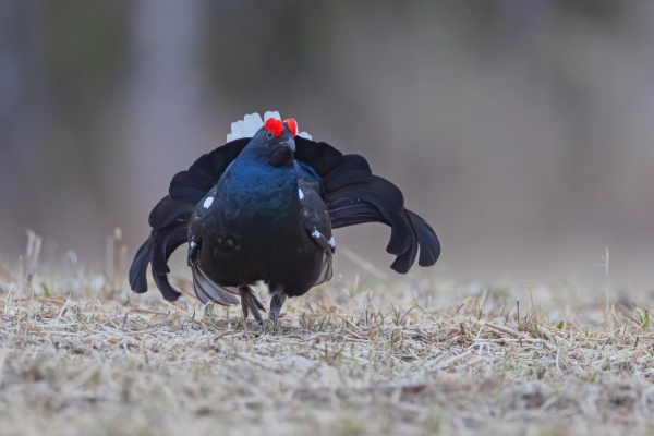 fotografía de Gallo Lira - Lyrurus tetrix