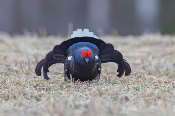 fotografía de Gallo Lira - Lyrurus tetrix