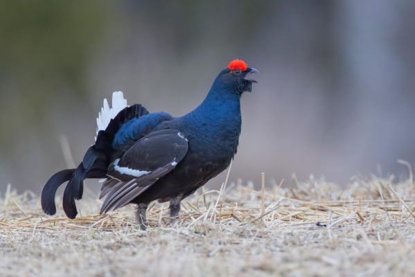 fotografía de Gallo Lira - Lyrurus tetrix