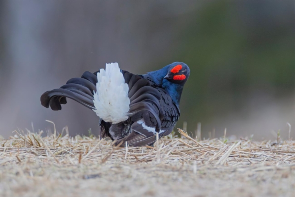 fotografía de Gallo Lira - Lyrurus tetrix