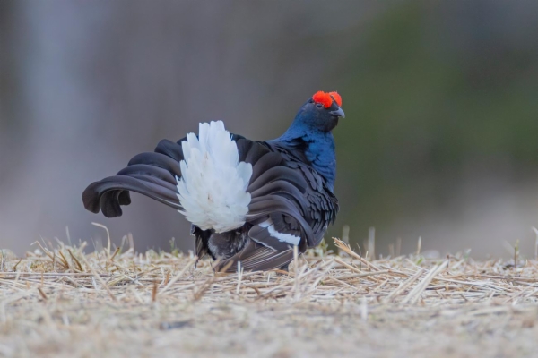 fotografía de Gallo Lira - Lyrurus tetrix