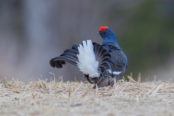 fotografía de Gallo Lira - Lyrurus tetrix
