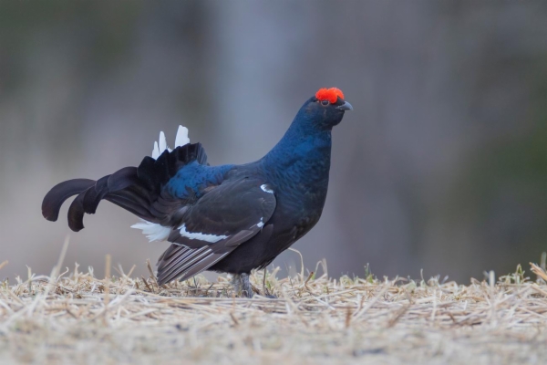 fotografía de Gallo Lira - Lyrurus tetrix