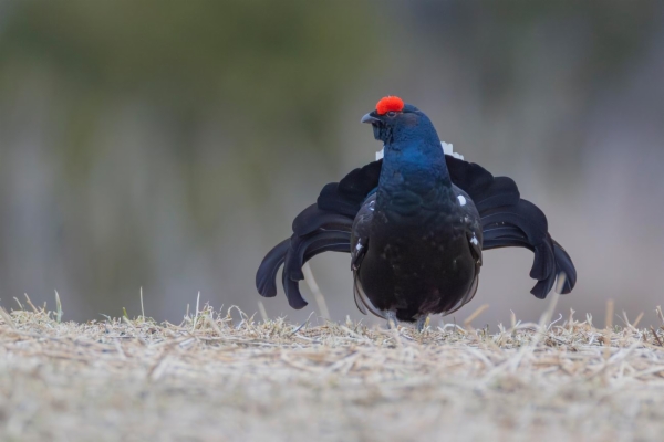 fotografía de Gallo Lira - Lyrurus tetrix