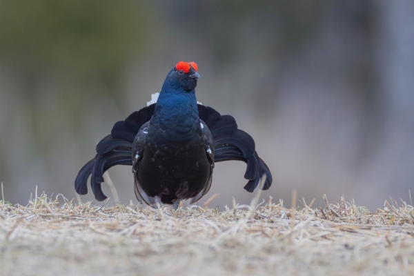 fotografía de Gallo Lira - Lyrurus tetrix