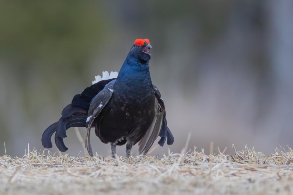 fotografía de Gallo Lira - Lyrurus tetrix
