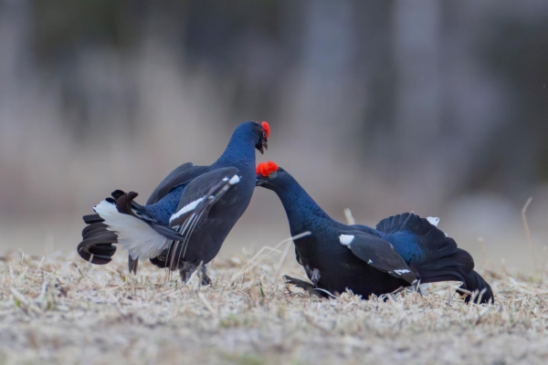 fotografía de Gallo Lira - Lyrurus tetrix