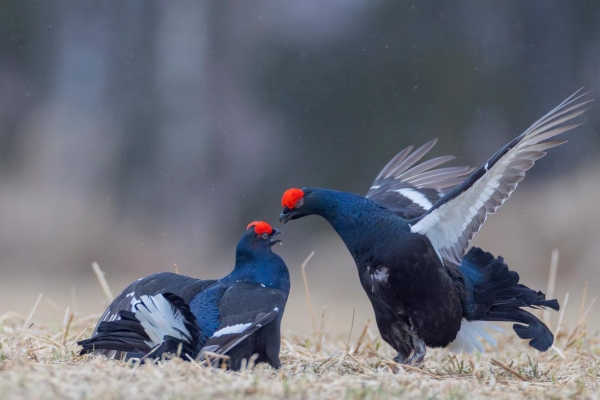 fotografía de Gallo Lira - Lyrurus tetrix