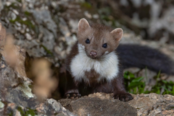 fotografía de Garduña - Martes foina