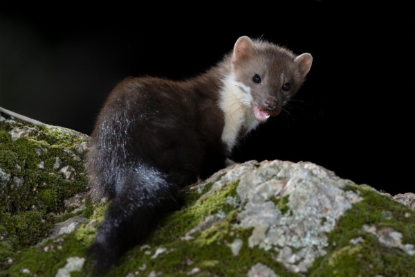 fotografía de Garduña - Martes foina