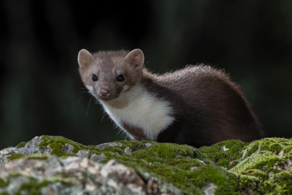 fotografía de Garduña - Martes foina