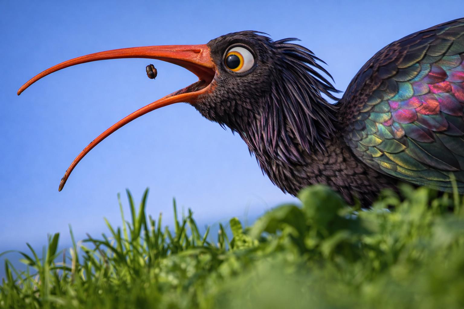 fotografía de Simpático Ibis