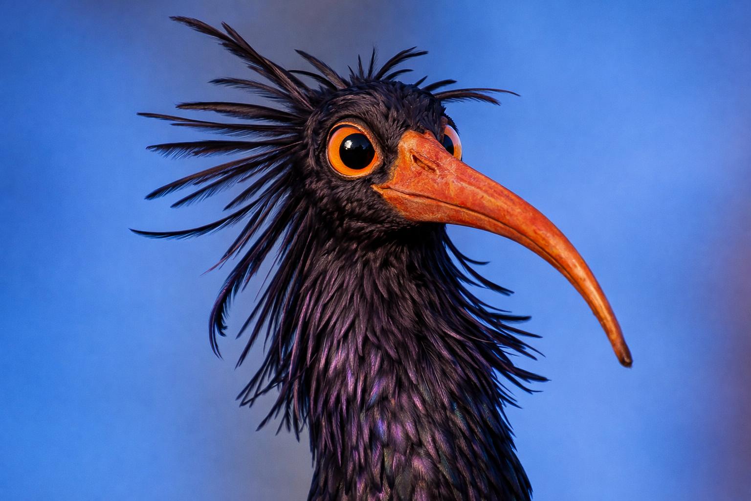 fotografía de Ibis despeinado