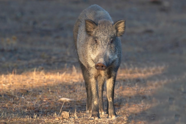 fotografía de Jabalina - Sus scrofa