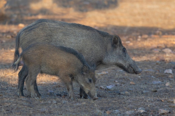 fotografía de Jabalies - Sus scrofa